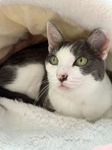 柔らかな毛布に包まれた、猫の緑の瞳
