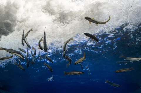 水中を泳ぐ魚たちの群れ