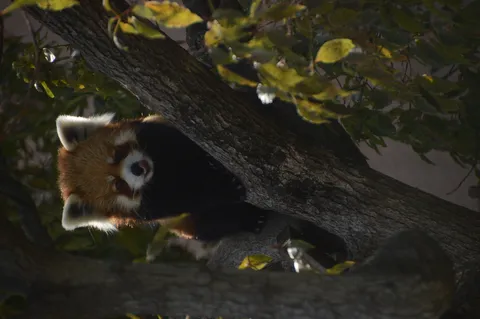 舌出しがキュート！木の上からレッサーパンダ