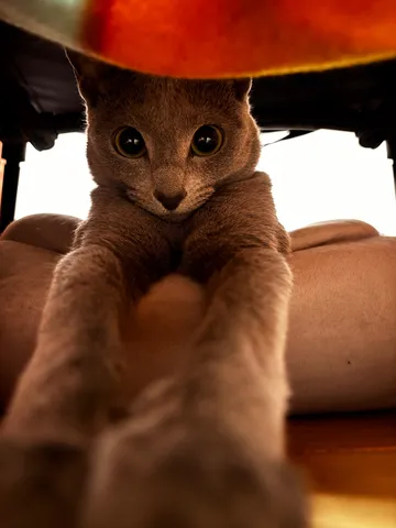 見下ろす猫の大きな瞳