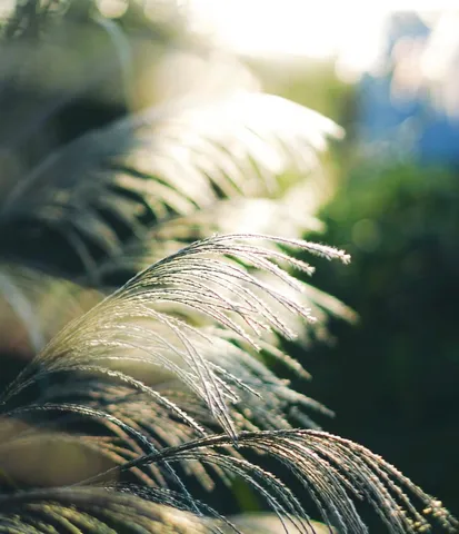 風揺れる光の草原