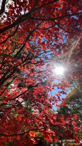 紅葉と光が紡ぐ午後の影