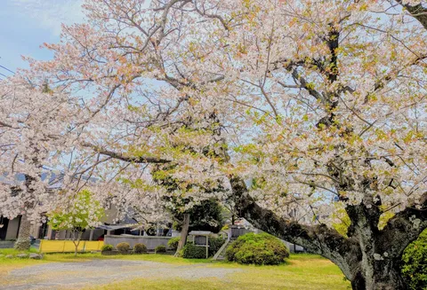 春の公園に舞う桜の風