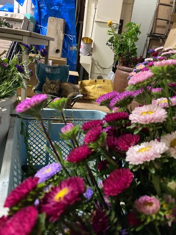 静かな午後の、花と猫の隠れ家