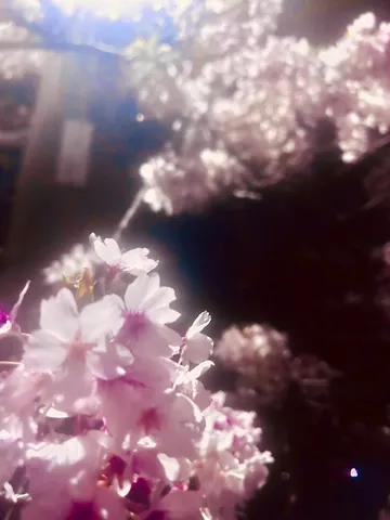夜桜、淡い光の儚さ