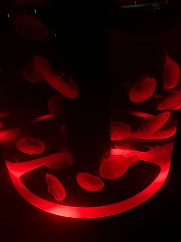赤光の水中漂う静寂