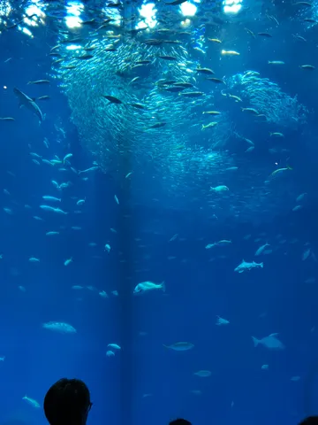水槽に浮かぶ光の渦