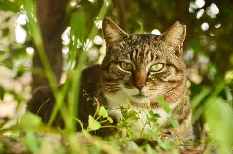 木漏れ日と緑に溶け込む猫