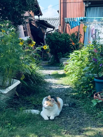 緑陰に佇む猫、夏の午後