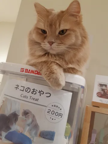おやつを見つめる番猫