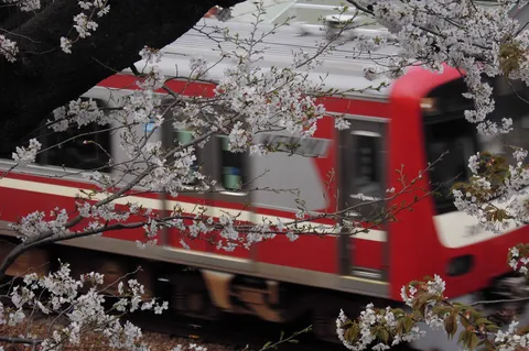 花と電車が通り過ぎる瞬間