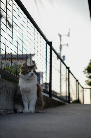 静かな路地の猫の朝
