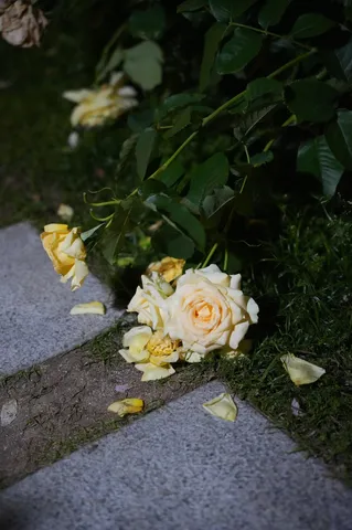 夜に散る、淡いバラ