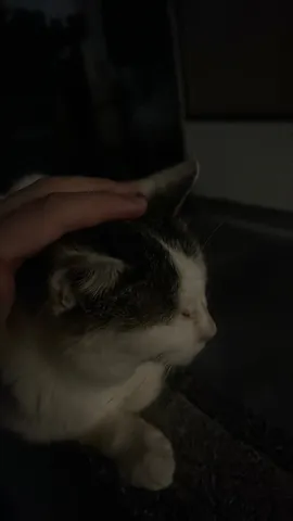 癒しの猫時間