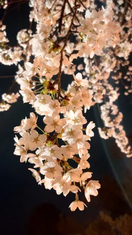 夜桜の輝き