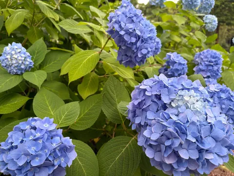 青い紫陽花、雨上がり？