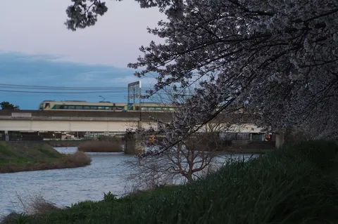 川辺の桜と駆ける列車