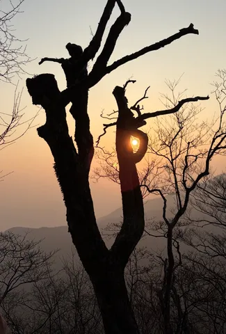 夕陽が覗く枯れ木の穴