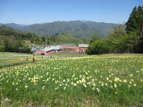 新緑と黄色の絨毯