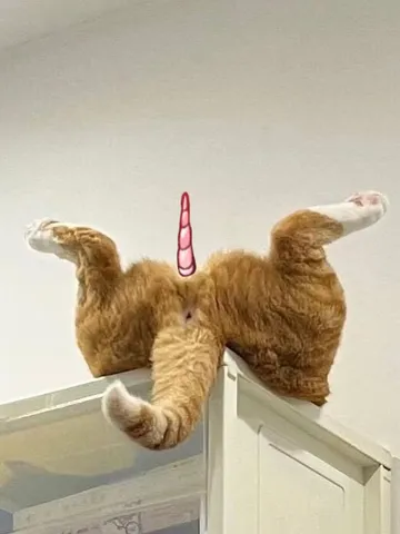 ユニコーン降臨？猫ちゃんの珍ポーズ