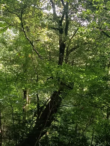 緑陰に隠された静寂