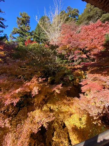 秋の紅葉が舞う庭の空気