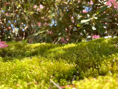 緑の絨毯とピンクの花