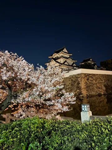 桜と城、時を超えた夜の対話