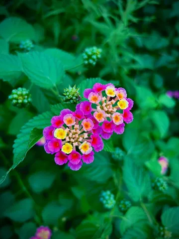 花の群像が揺れる一枝