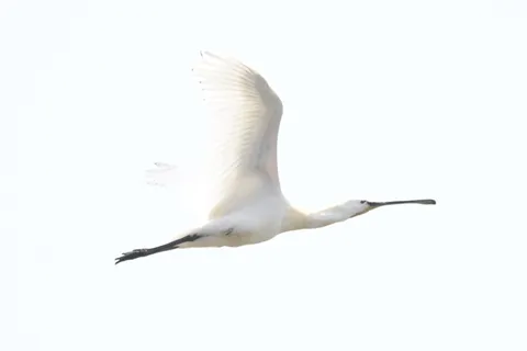 優雅に空を舞う、スプーンのような嘴の鳥