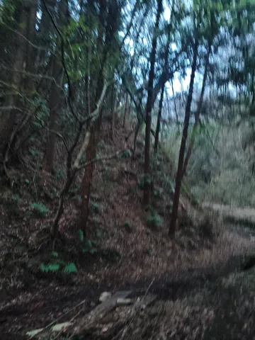 木漏れ日の森の静寂