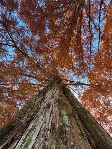 紅葉の巨木に魅せられて