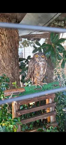 樹影に佇む瞳の奥