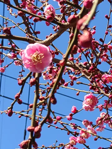 春告げるピンクの花