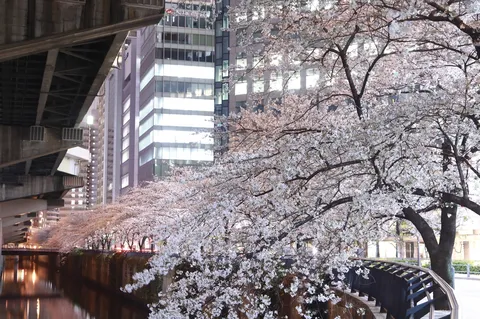 都市と桜、光のハーモニー