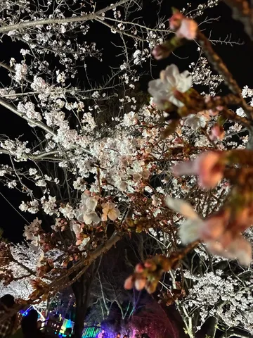 夜桜に灯る光の道