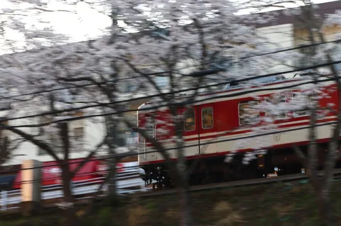 桜が流れる！春の列車旅
