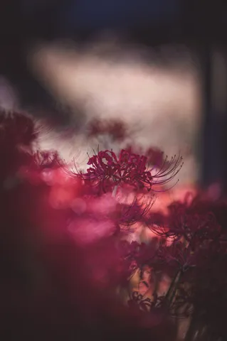 風に揺れる紅の花影