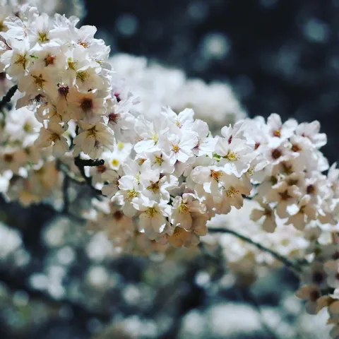 春の儚い吐息、桜の囁き