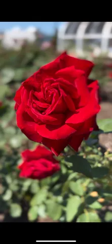 光を浴びた赤い薔薇の瞬き