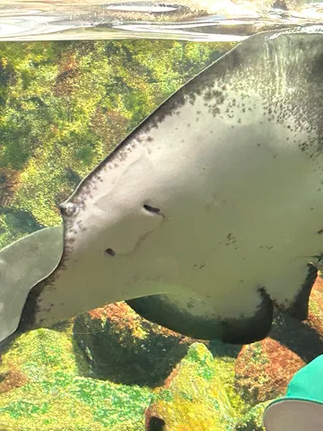 水中の神秘、エイの接近遭遇