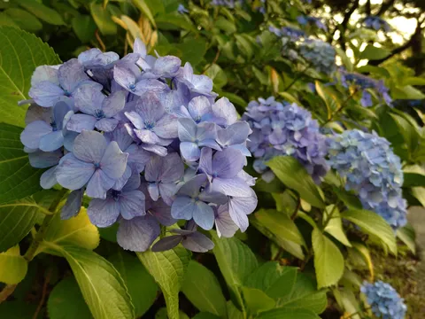 初夏の青い紫陽花