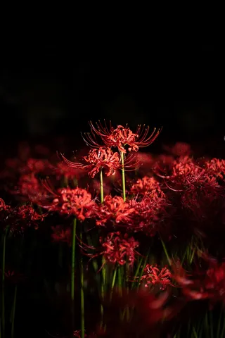 闇夜の彼岸花の群れ