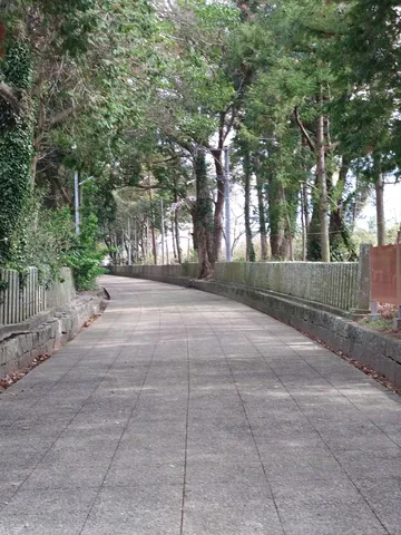 木漏れ日の参道