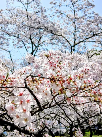 満開の桜、春の風と戯れる