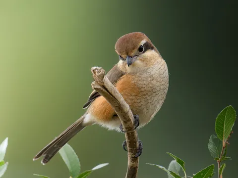 自然に佇む、鋭い眼光の鳥