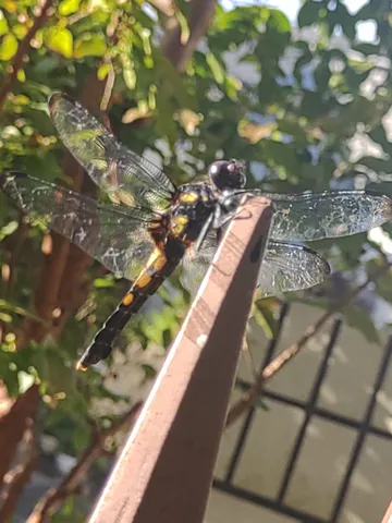 木陰の羽ばたきの静寂