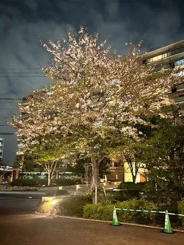 夜闇に輝く桜の息吹