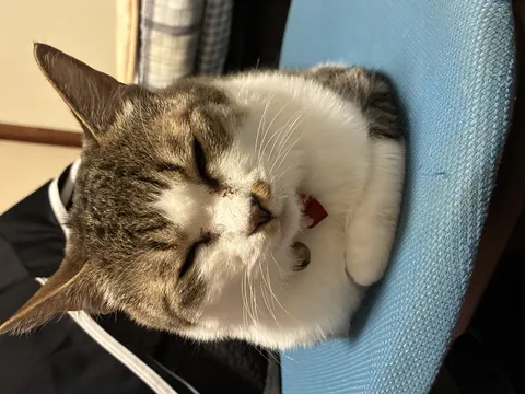 まったり休憩中の猫ちゃん