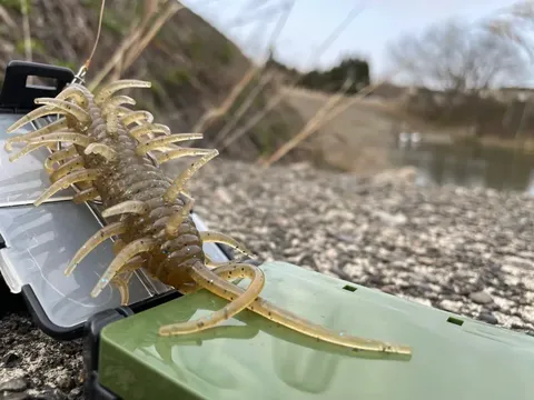 水辺の奇妙な生き物、釣り糸の先で